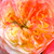 Žltá - ružová - Záhonová ruža - grandiflora - floribunda - Ros'Odile